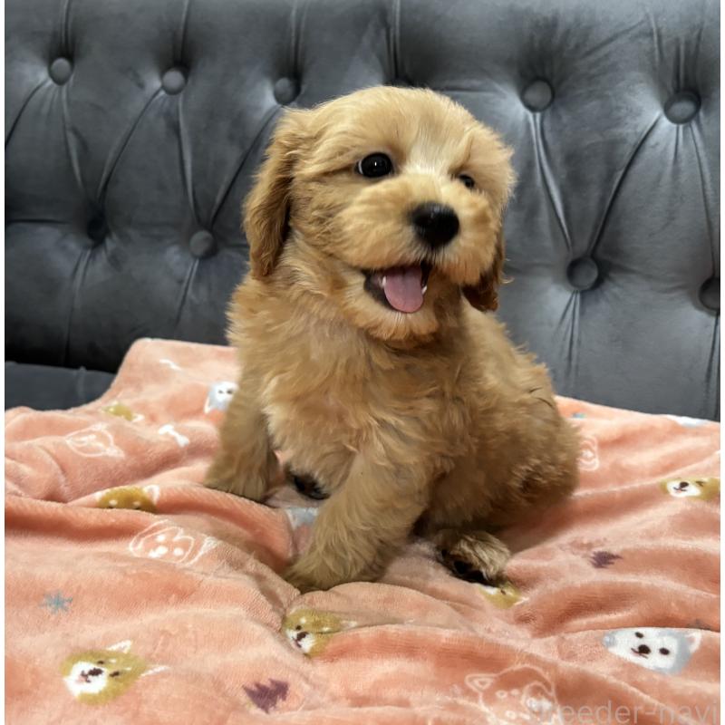 成約済の鹿児島県のマルプー:マルチーズ×トイプードル-416102の10枚目