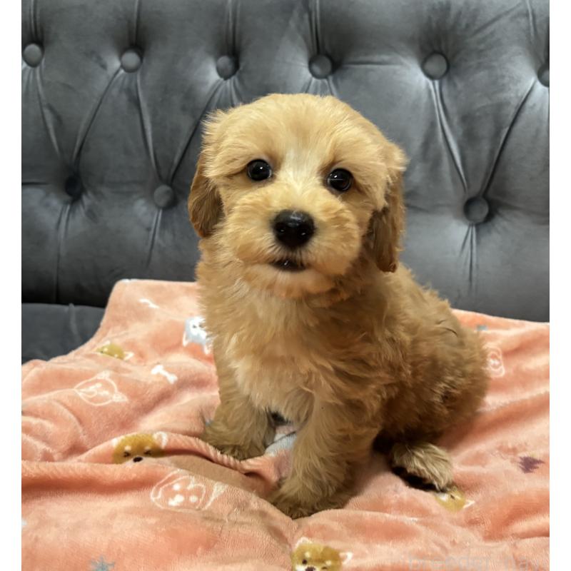 成約済の鹿児島県のマルプー:マルチーズ×トイプードル-416102の9枚目