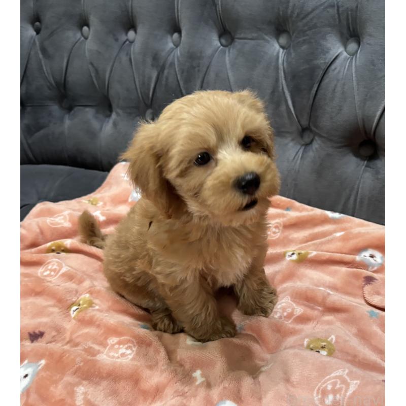 成約済の鹿児島県のマルプー:マルチーズ×トイプードル-416102の8枚目