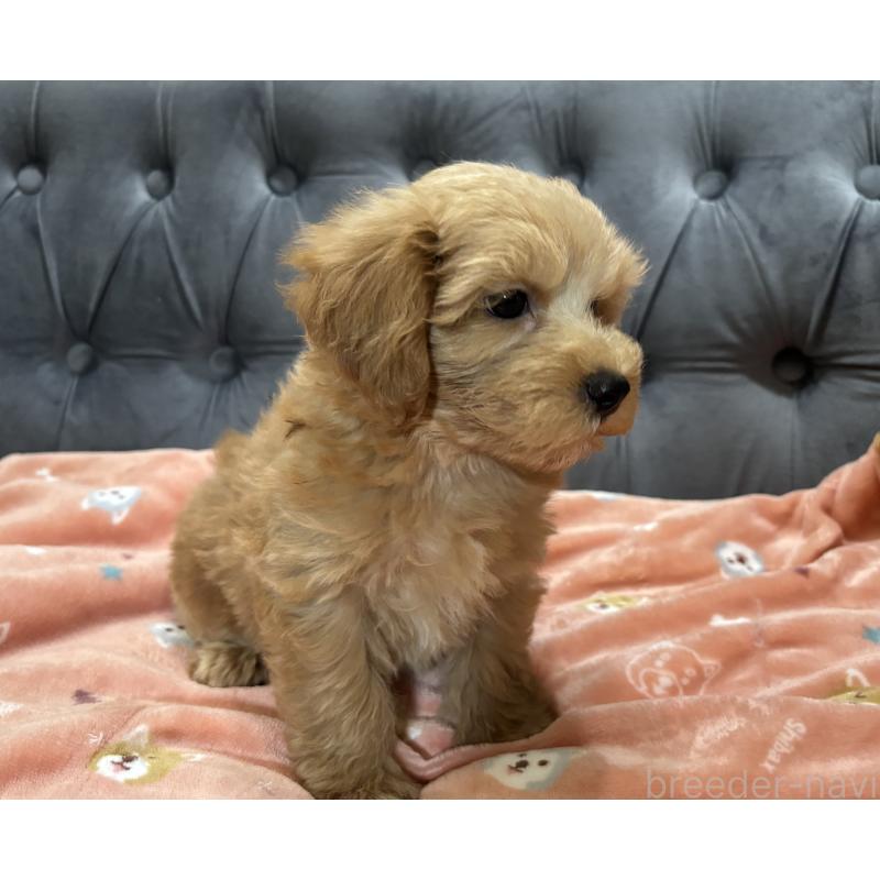 成約済の鹿児島県のマルプー:マルチーズ×トイプードル-416102の7枚目