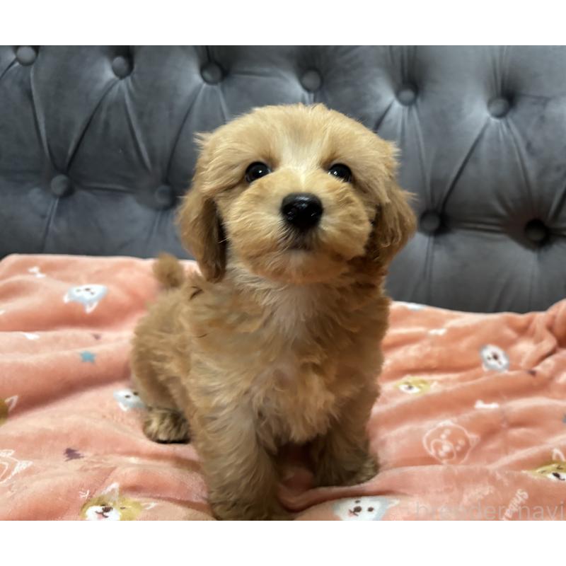 成約済の鹿児島県のマルプー:マルチーズ×トイプードル-416102の6枚目