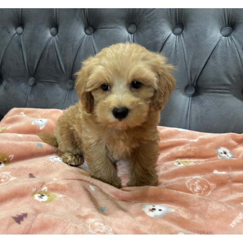 成約済の鹿児島県のマルプー:マルチーズ×トイプードル-416102の5枚目