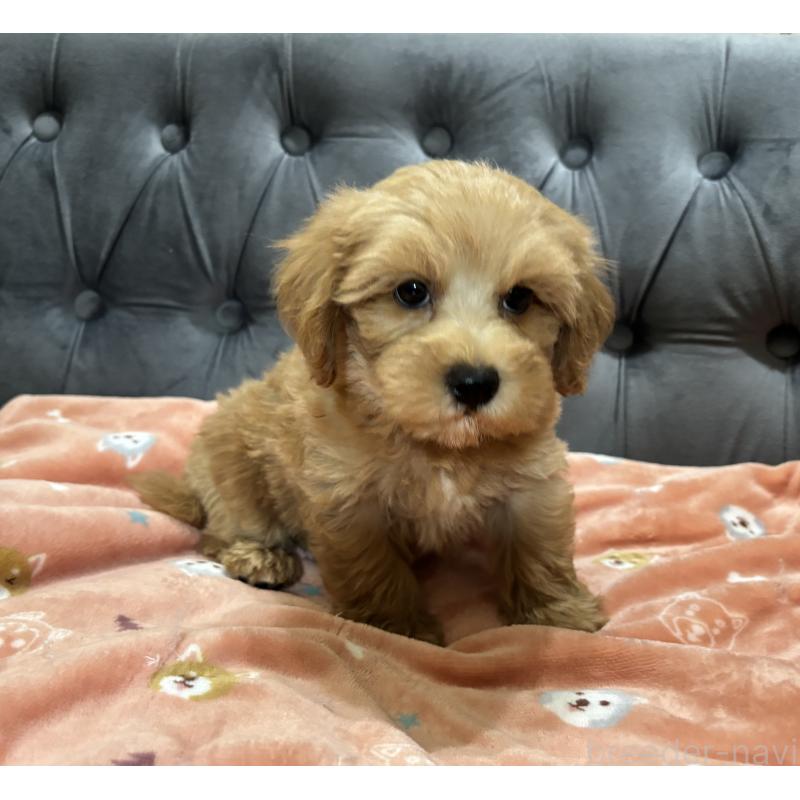 成約済の鹿児島県のマルプー:マルチーズ×トイプードル-416102の4枚目