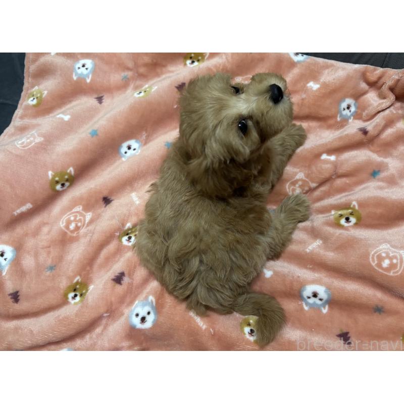 成約済の鹿児島県のマルプー:マルチーズ×トイプードル-416102の3枚目