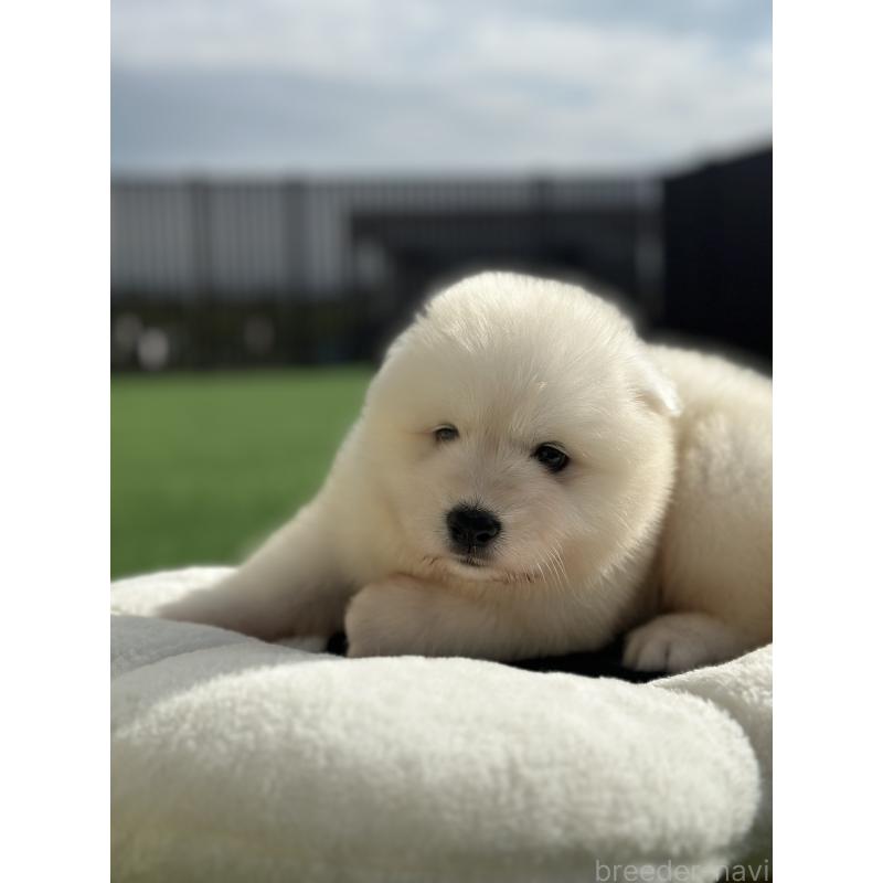 販売中の栃木県のサモエド-418008の5枚目