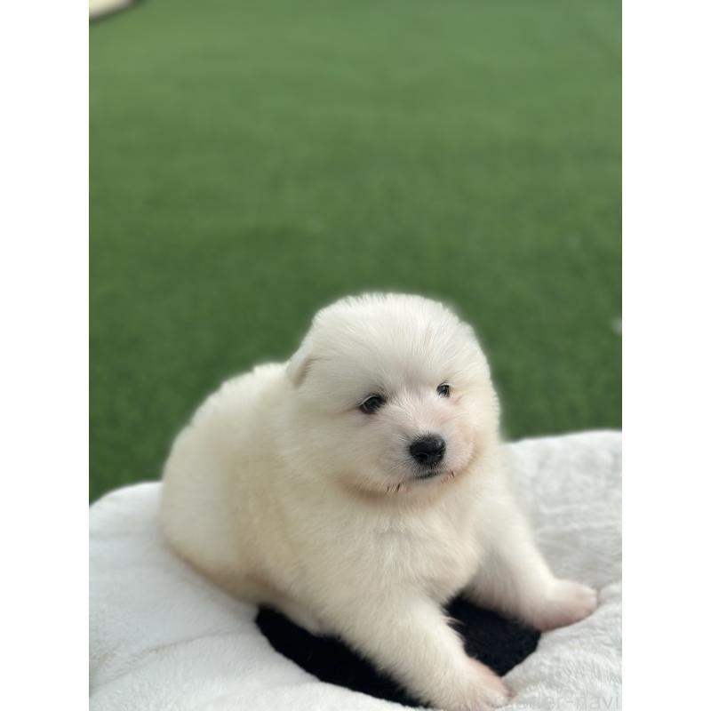 販売中の栃木県のサモエド-418008の4枚目