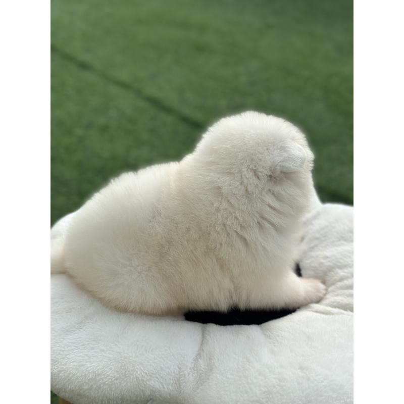 販売中の栃木県のサモエド-418008の3枚目