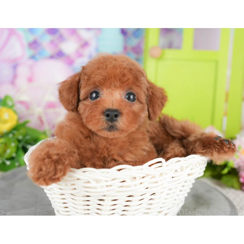 販売中の千葉県のタイニープードル-418137の6枚目