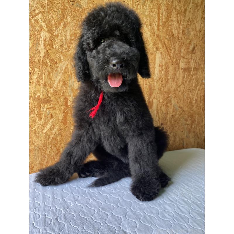 販売中の茨城県のスタンダードプードル-407410の4枚目