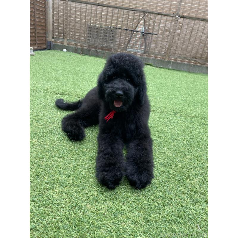 販売中の茨城県のスタンダードプードル-407410の3枚目