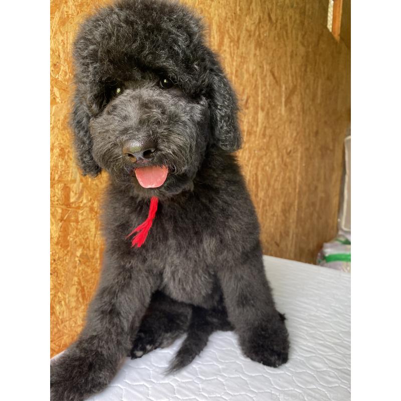 販売中の茨城県のスタンダードプードル-407410の2枚目