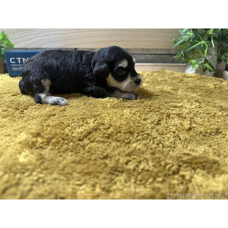 販売中の奈良県のミニチュアシュナウザー-418016の2枚目