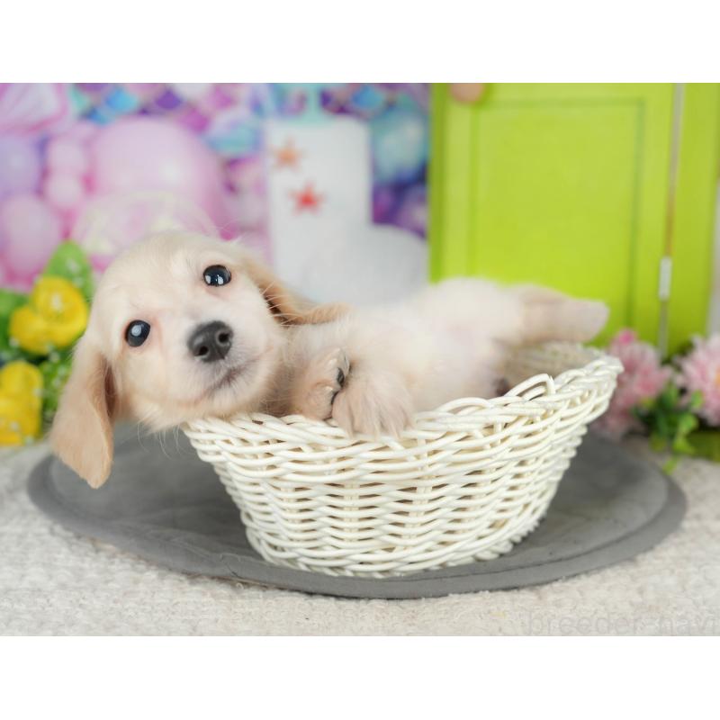 販売中の千葉県のミニチュアダックスフンド(ロングヘアード)-418067の4枚目