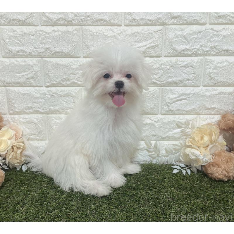 販売中の福岡県のポメマル:ポメラニアン×マルチーズ-412283の7枚目