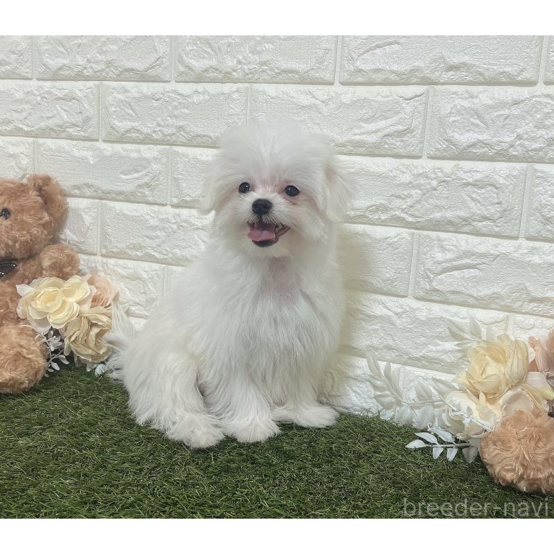 販売中の福岡県のポメマル:ポメラニアン×マルチーズ-412283の5枚目