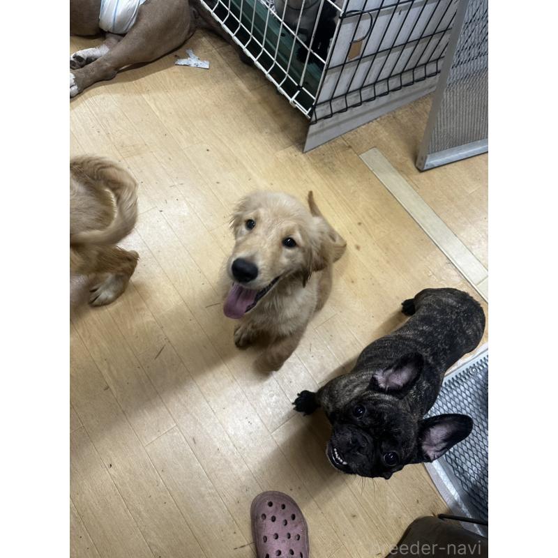 成約済の千葉県のゴールデンレトリーバー-404937の5枚目