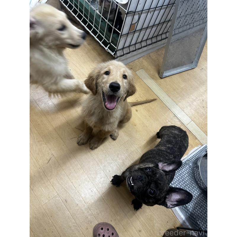 成約済の千葉県のゴールデンレトリーバー-404937の4枚目