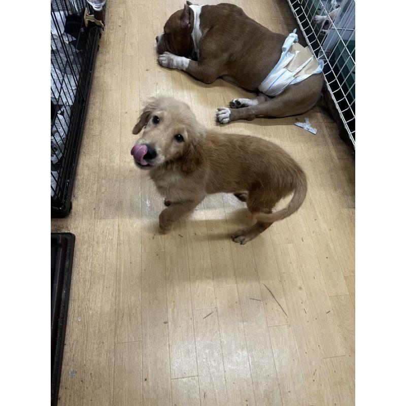 成約済の千葉県のゴールデンレトリーバー-404937の3枚目