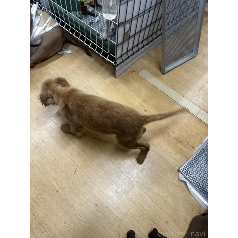 成約済の千葉県のゴールデンレトリーバー-404937の2枚目