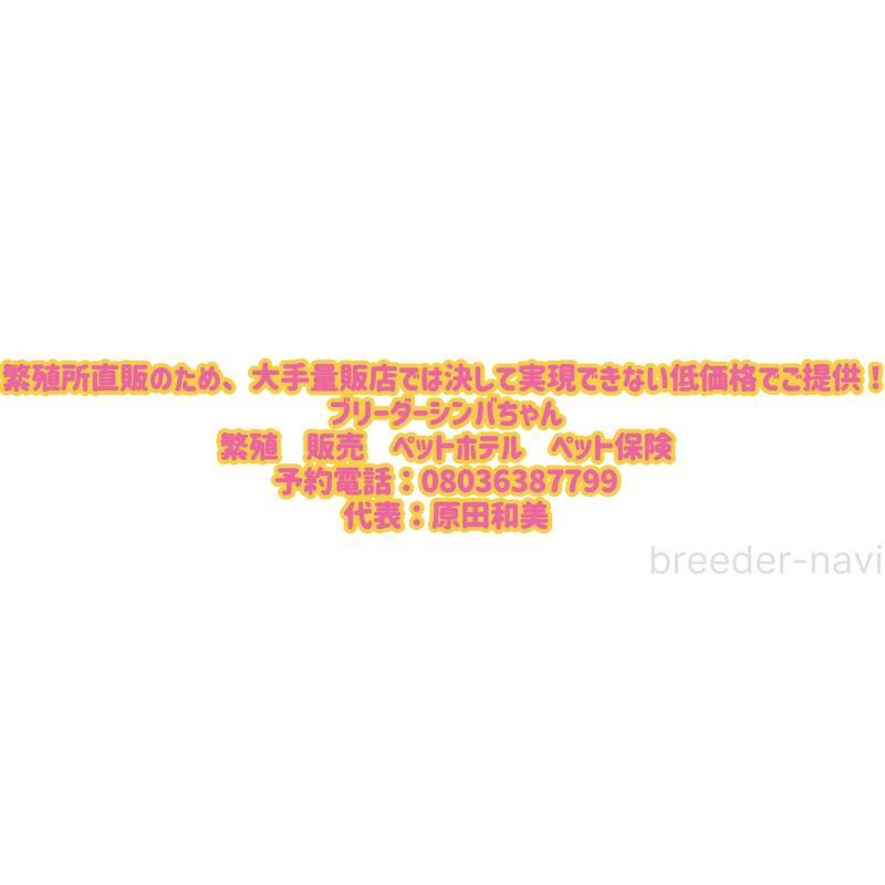 販売中の愛知県のグレートピレニーズ-416316の3枚目