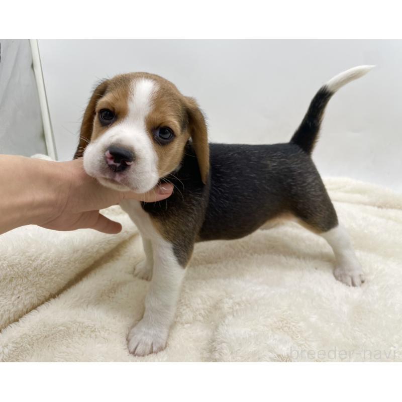 成約済の愛知県のビーグル-416060の9枚目