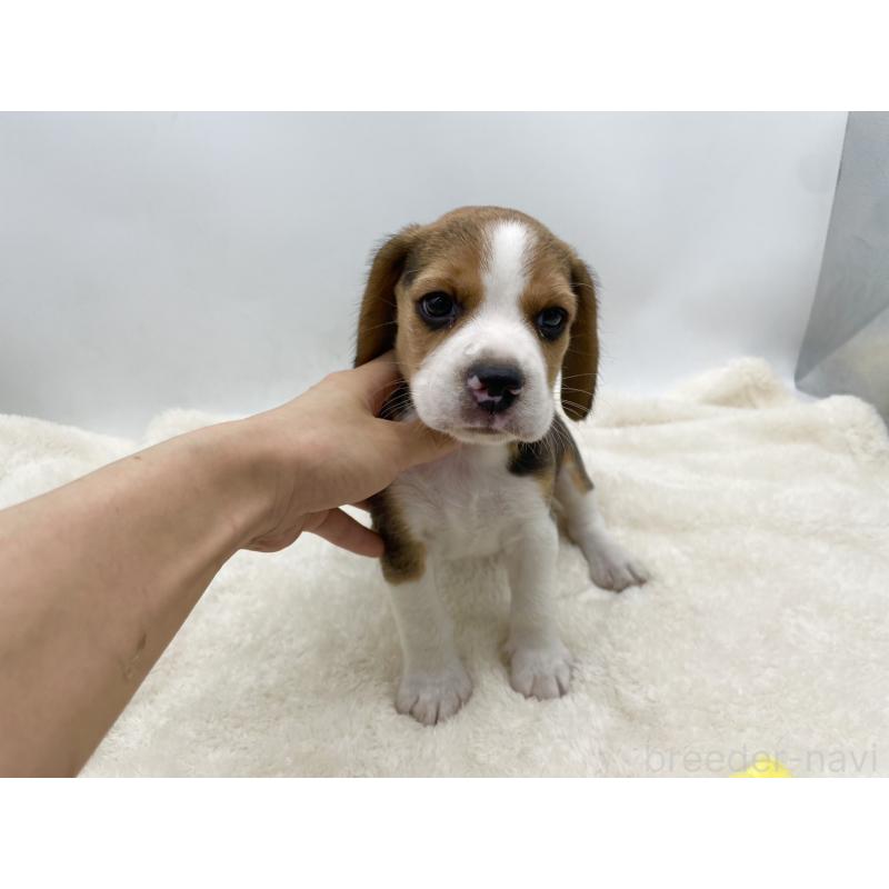 成約済の愛知県のビーグル-416060の7枚目