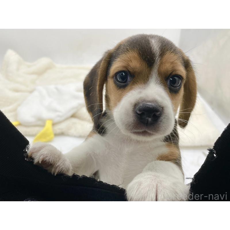 成約済の愛知県のビーグル-416061の11枚目