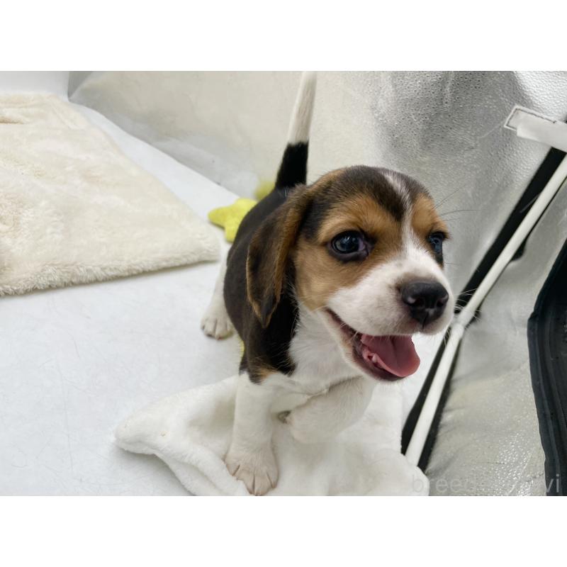 成約済の愛知県のビーグル-416061の10枚目