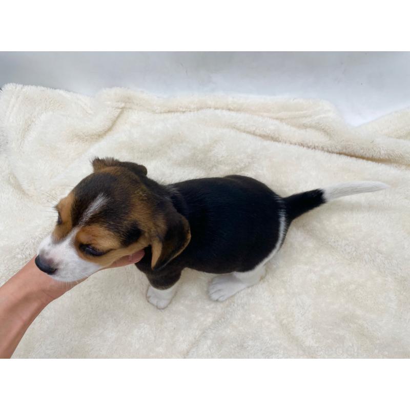 成約済の愛知県のビーグル-416061の8枚目