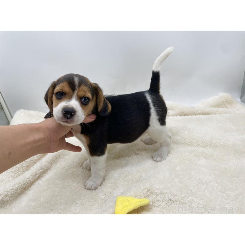 成約済の愛知県のビーグル-416061の7枚目