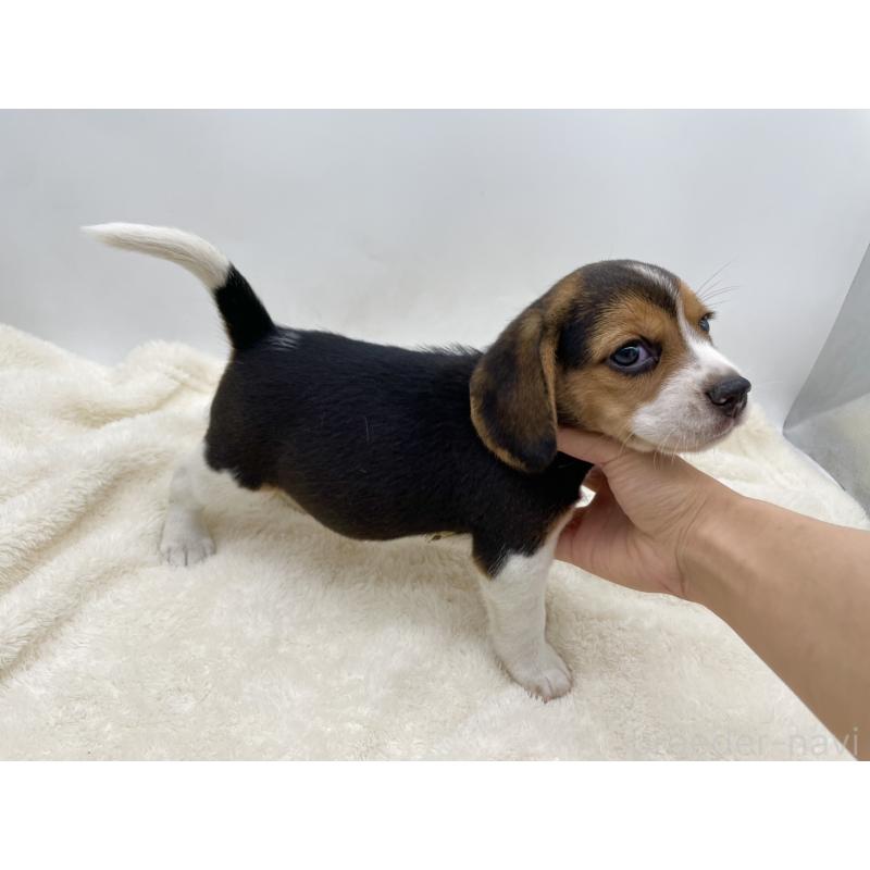 成約済の愛知県のビーグル-416061の6枚目