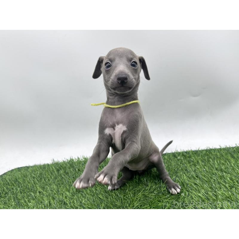 成約済の愛知県のイタリアングレーハウンド(イタグレ)-417528の9枚目