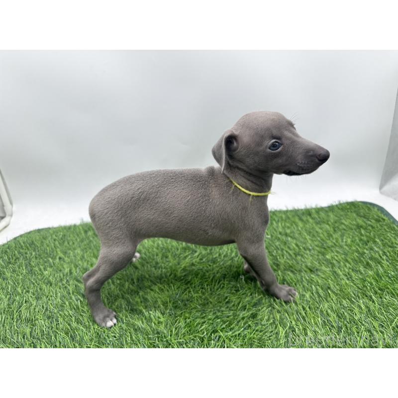 成約済の愛知県のイタリアングレーハウンド(イタグレ)-417528の8枚目