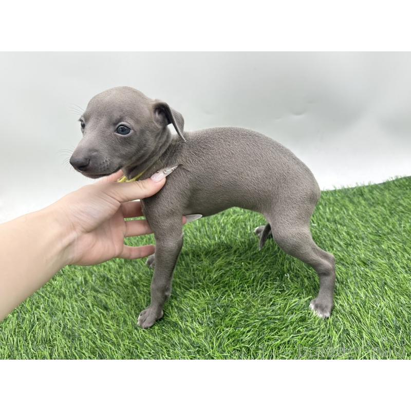 成約済の愛知県のイタリアングレーハウンド(イタグレ)-417528の7枚目