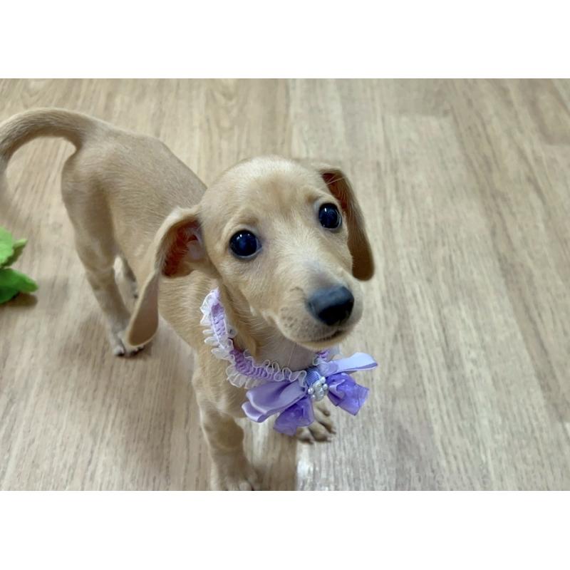 販売中の愛知県のミックス犬-410592の4枚目