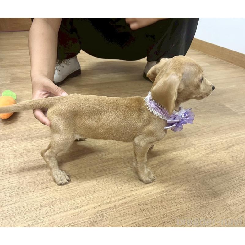 販売中の愛知県のミックス犬-410592の3枚目