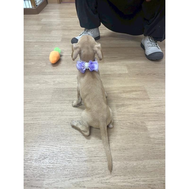販売中の愛知県のミックス犬-410592の2枚目