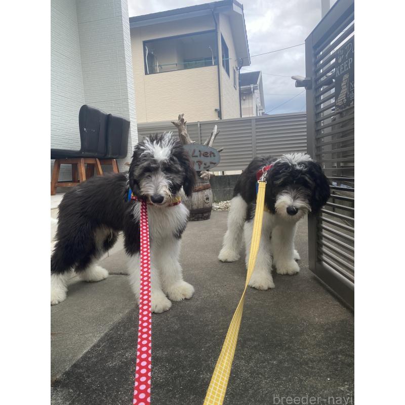販売中の大分県のミックス犬-394444の2枚目