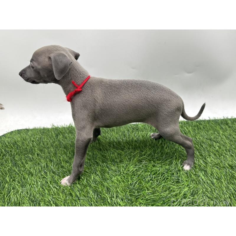 成約済の愛知県のイタリアングレーハウンド(イタグレ)-417526の8枚目