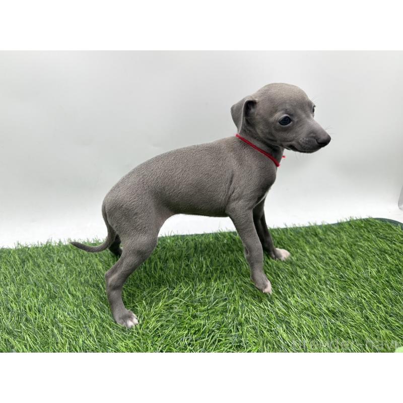 成約済の愛知県のイタリアングレーハウンド(イタグレ)-417526の7枚目