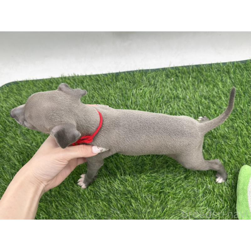 成約済の愛知県のイタリアングレーハウンド(イタグレ)-417526の6枚目