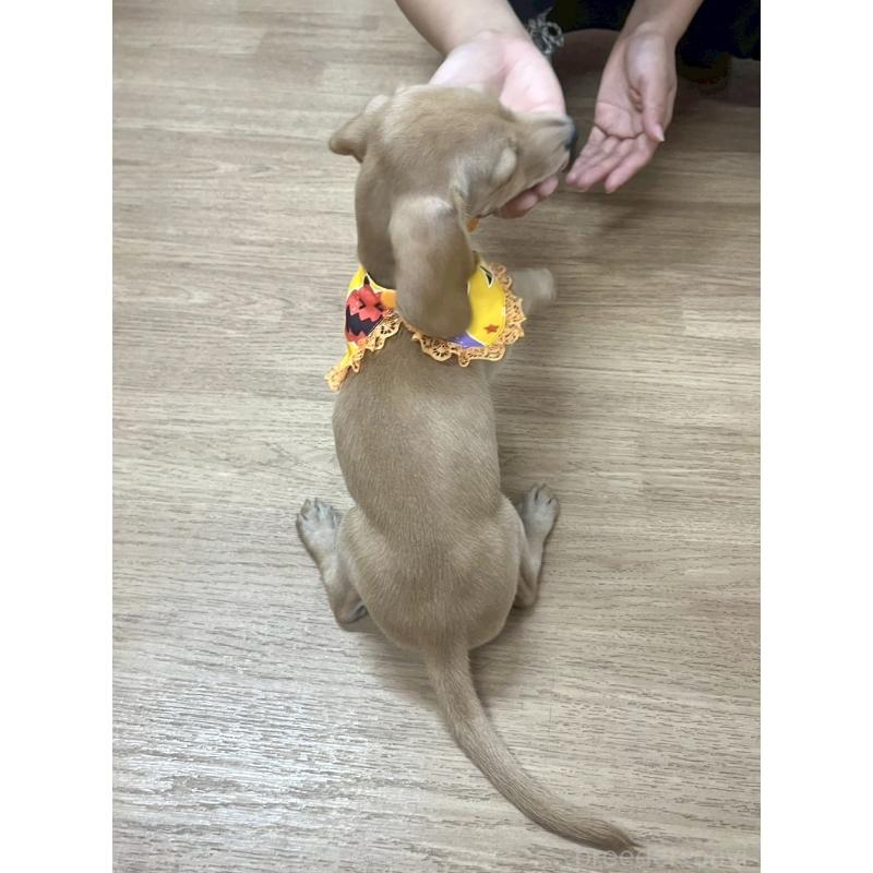 販売中の愛知県のミックス犬-410594の4枚目