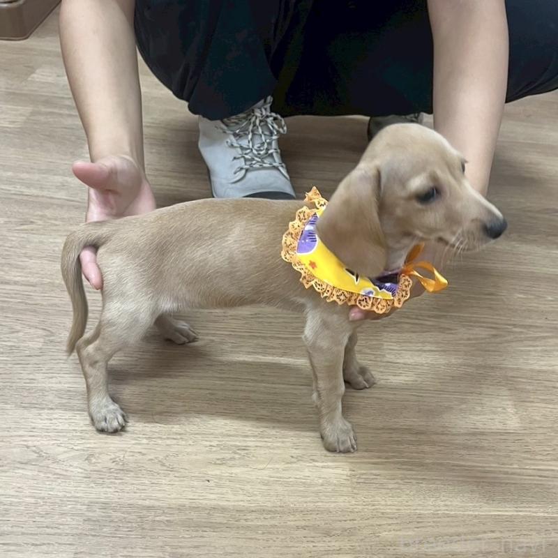 販売中の愛知県のミックス犬-410594の3枚目