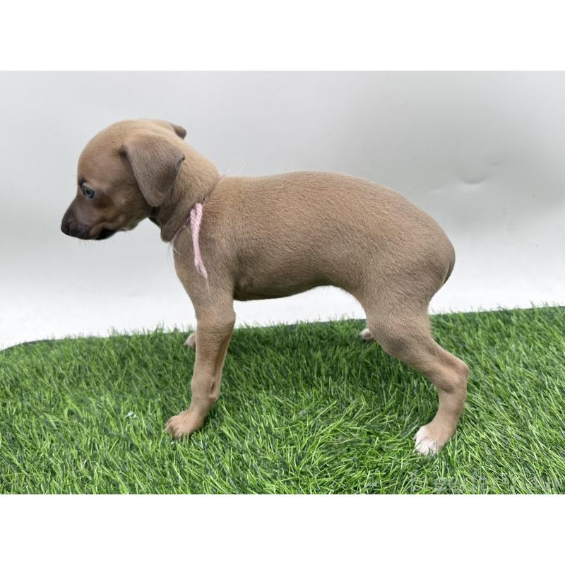 成約済の愛知県のイタリアングレーハウンド(イタグレ)-417536の4枚目