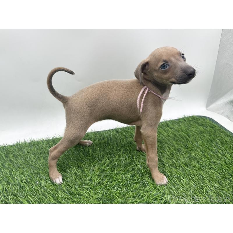 成約済の愛知県のイタリアングレーハウンド(イタグレ)-417536の3枚目