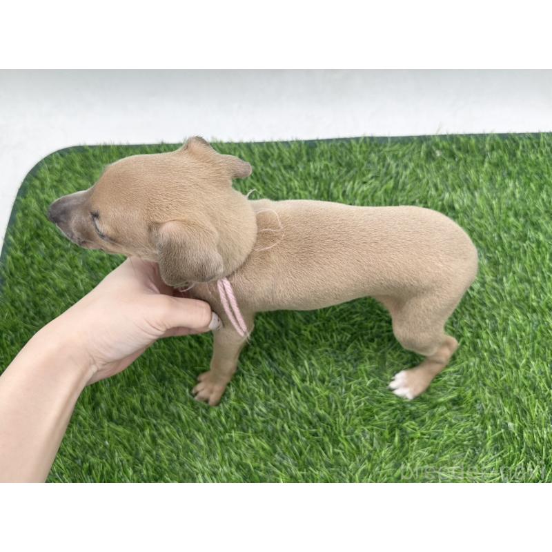 成約済の愛知県のイタリアングレーハウンド(イタグレ)-417536の2枚目