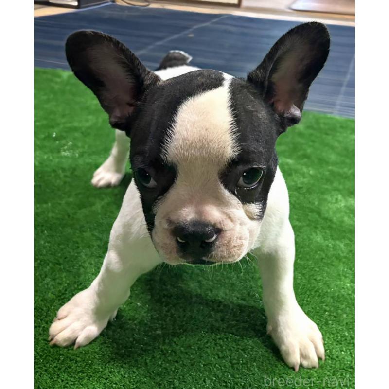 成約済の愛媛県のフレンチブルドッグ-406277の23枚目