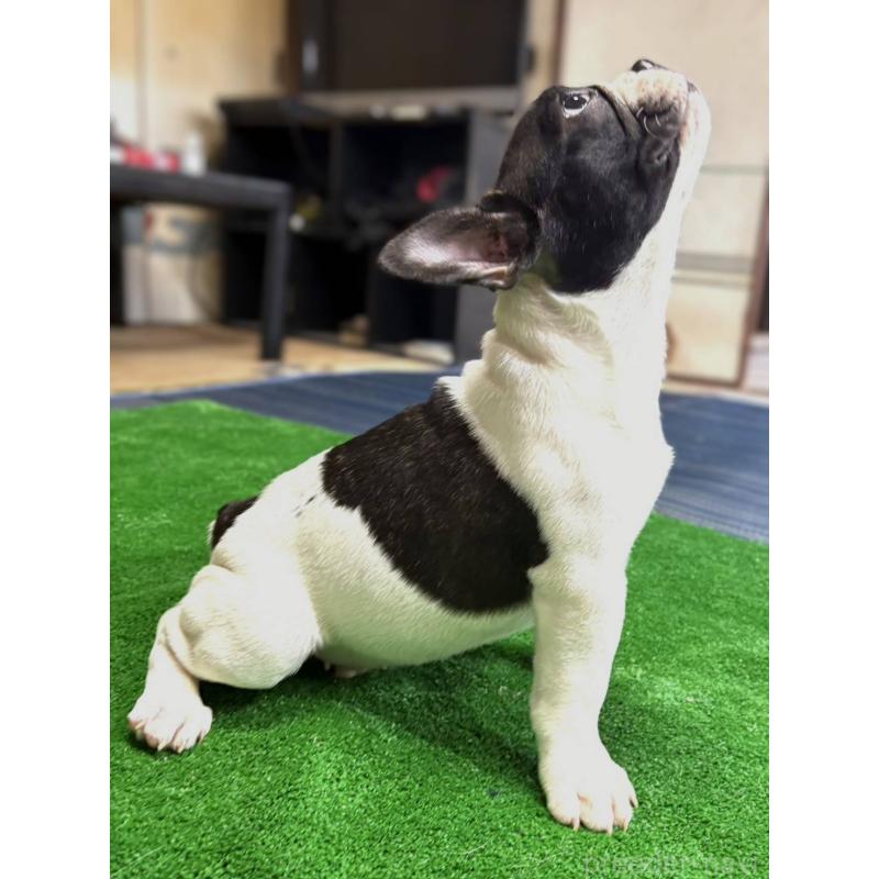 成約済の愛媛県のフレンチブルドッグ-406277の22枚目