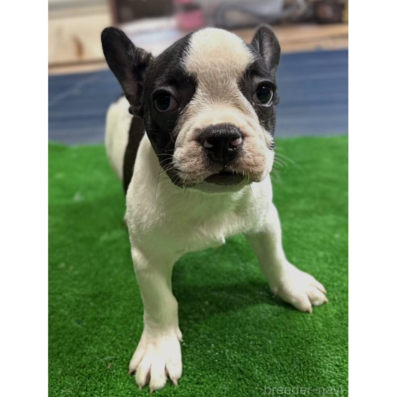 成約済の愛媛県のフレンチブルドッグ-406277の21枚目