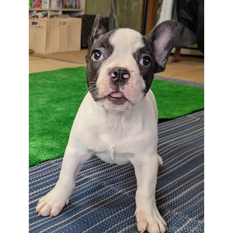 成約済の愛媛県のフレンチブルドッグ-406277の20枚目
